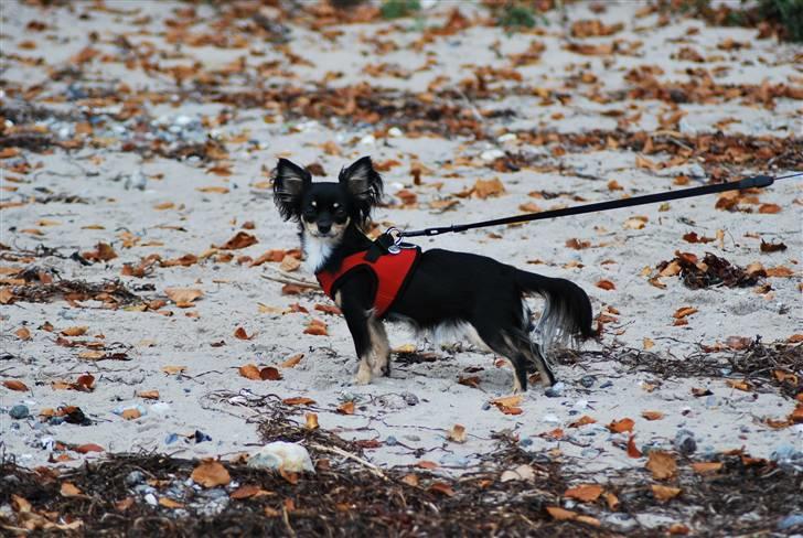 Chihuahua Silke - Dejligt med en strandtur på en skøn efterårs dag. billede 6