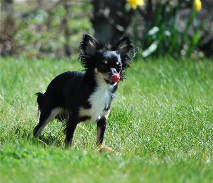 Chihuahua Silke - Ihh det er skønt her i haven med vind i pelsen. billede 7