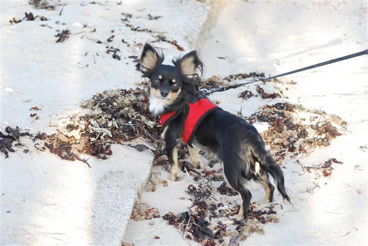 Chihuahua Silke - Silke på stranden. billede 8