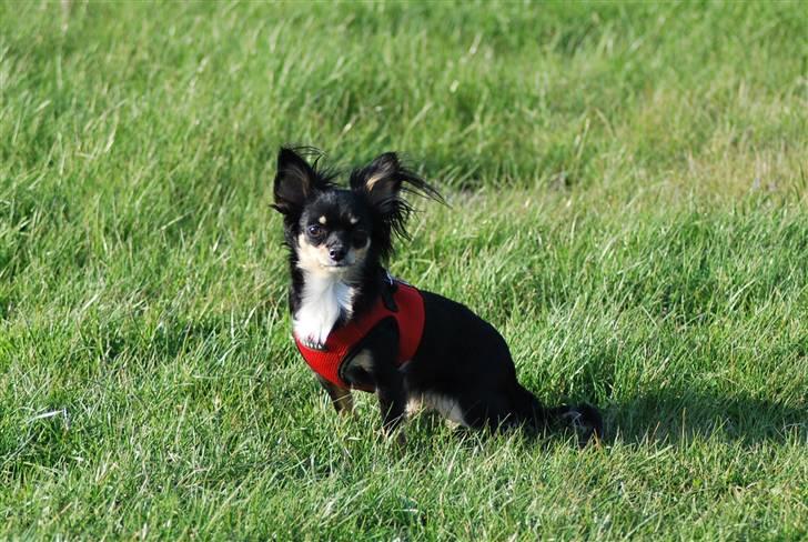 Chihuahua Silke - Silke på græsmarken. billede 9
