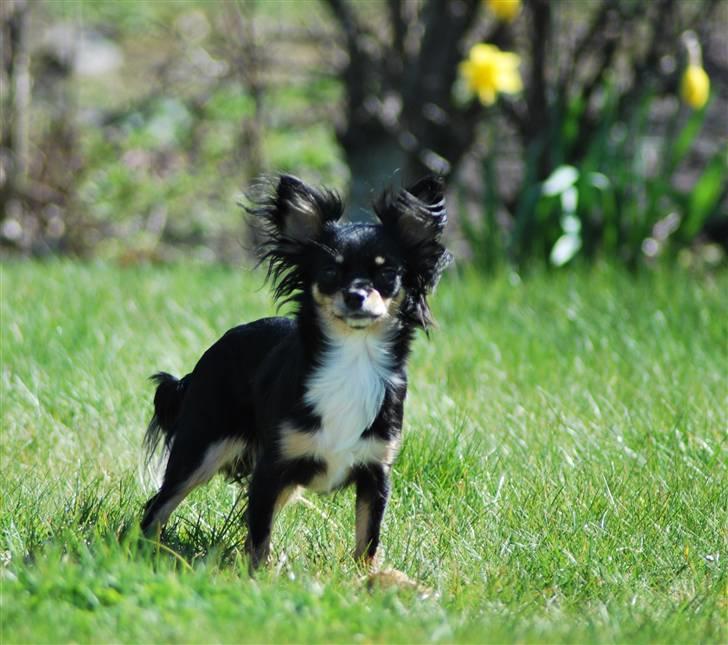 Chihuahua Silke - Min mor siger jeg er lækker.... billede 10