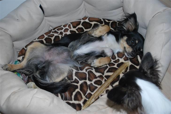 Chihuahua Silke - Jeg elsker at ligge og strutte med maven. Bare min lillesøster kan lade mig være...hmm. billede 11