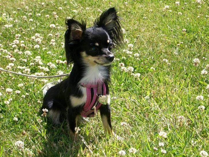 Chihuahua Silke - Er jeg ikke bare smuk? billede 12