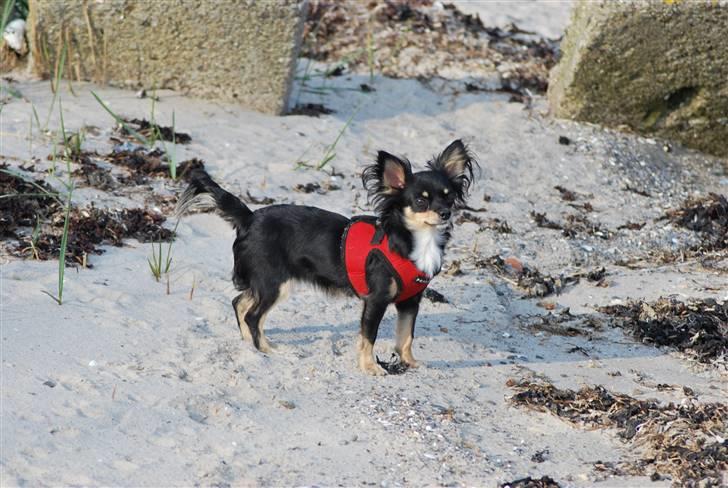 Chihuahua Silke - Umm hvor er her dejligt. billede 13