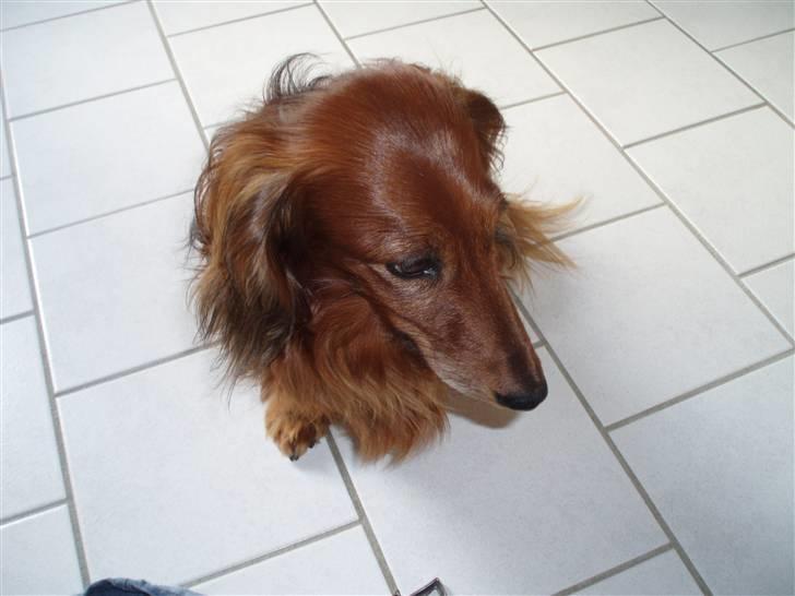 Gravhund Simba (Død 12/5-08 :( ) billede 13