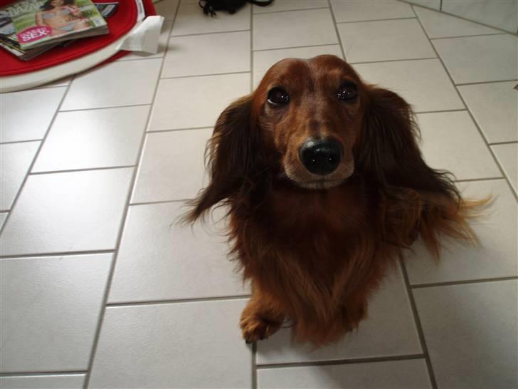 Gravhund Simba (Død 12/5-08 :( ) billede 14