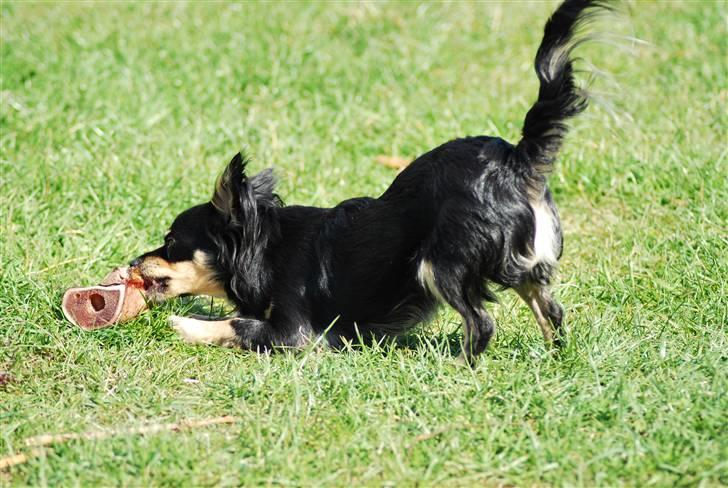 Chihuahua Silke - Det her er bare et godt ben...umm. billede 14