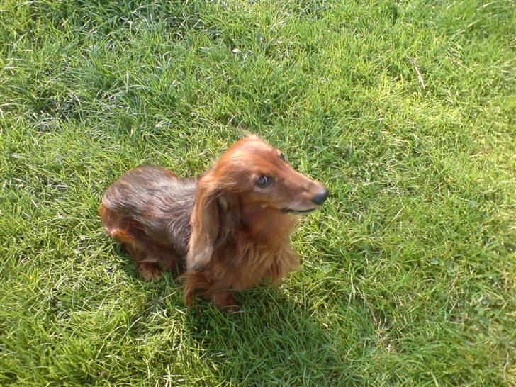 Gravhund Simba (Død 12/5-08 :( ) billede 15