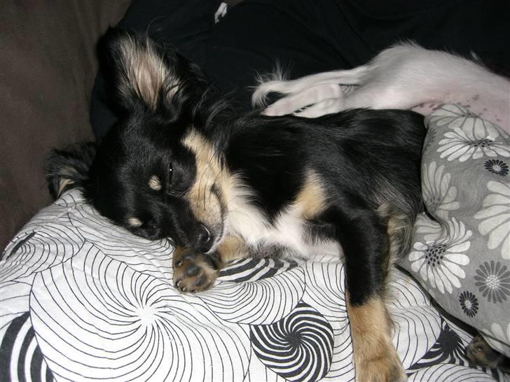 Chihuahua Silke - Er der noget bedre i verden end at ligge og putte under dynen med min mor... NEJ!!! billede 15