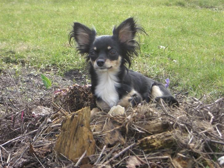 Chihuahua Silke - Silke i alt have affaldet... Her ligger jeg altså godt mor. billede 16