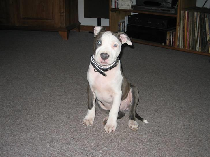 Amerikansk staffordshire terrier Luna billede 1
