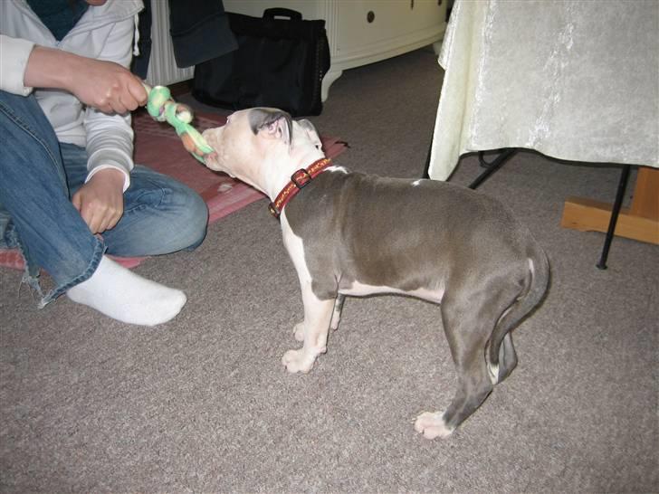 Amerikansk staffordshire terrier Luna billede 2