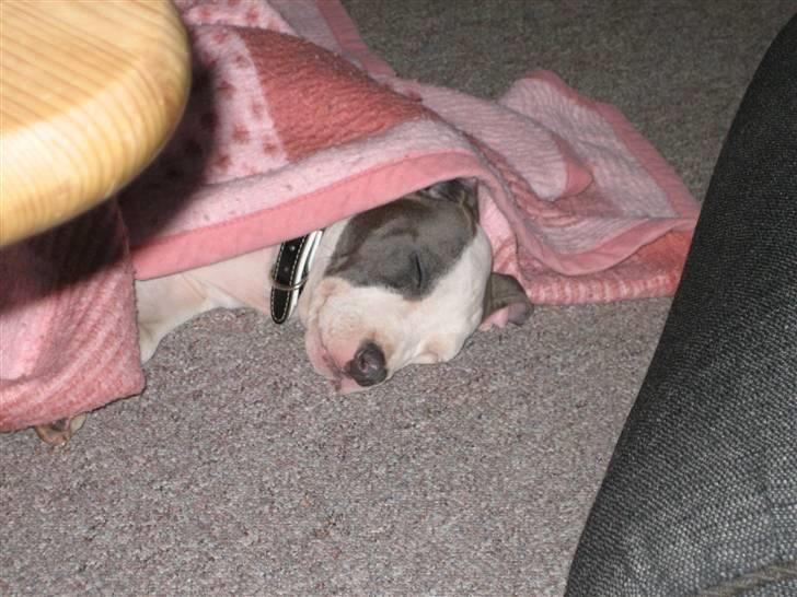 Amerikansk staffordshire terrier Luna - ET HUNDELIV billede 3