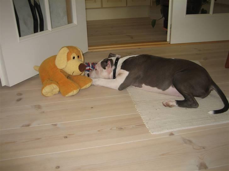 Amerikansk staffordshire terrier Luna billede 4