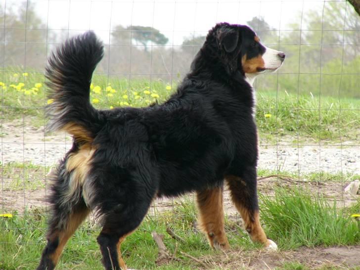 Berner sennenhund Balter (Har fået et nyt hjem) - Taget d.28 april 2008. Mon ikke han blir en stor bamse?? billede 3