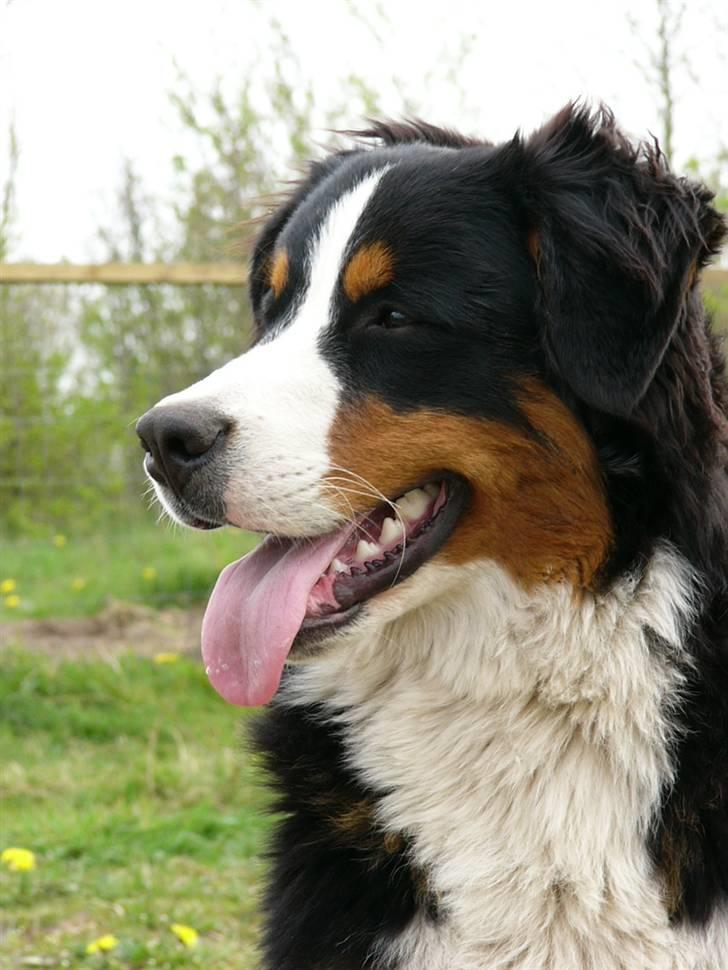 Berner sennenhund Balter (Har fået et nyt hjem) - Taget d.28 april 2008.. En SMUK hund! billede 4