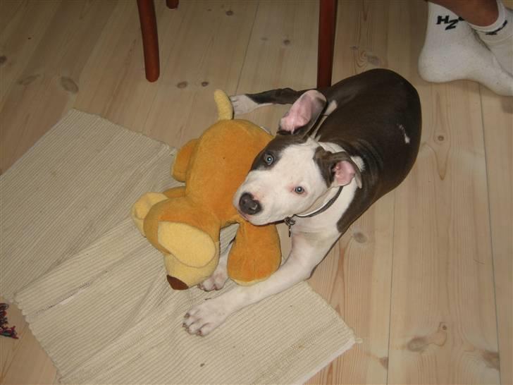 Amerikansk staffordshire terrier Luna - Årh, en hund jeg kan klare!! Sejt! billede 5