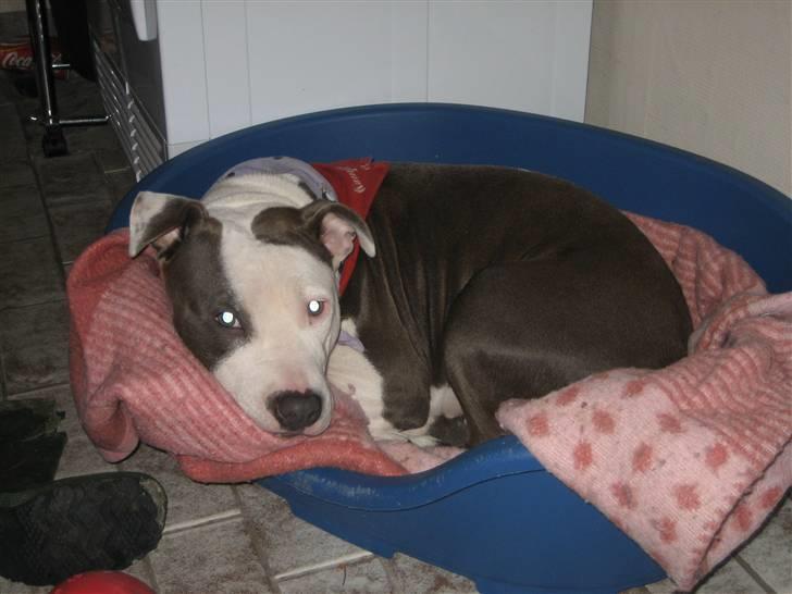 Amerikansk staffordshire terrier Luna billede 6