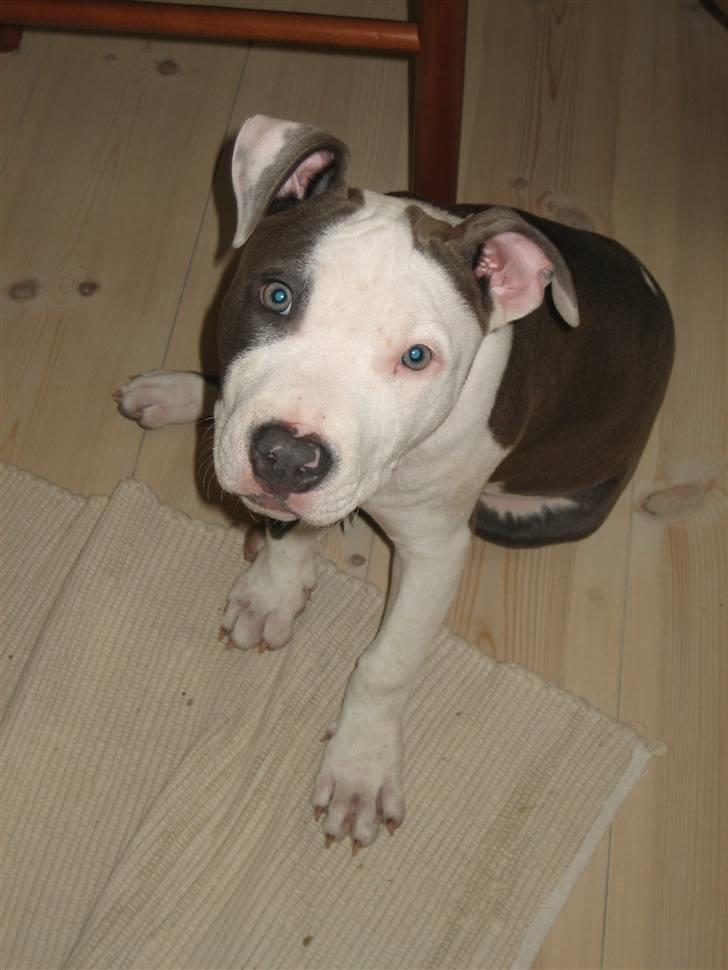 Amerikansk staffordshire terrier Luna billede 7