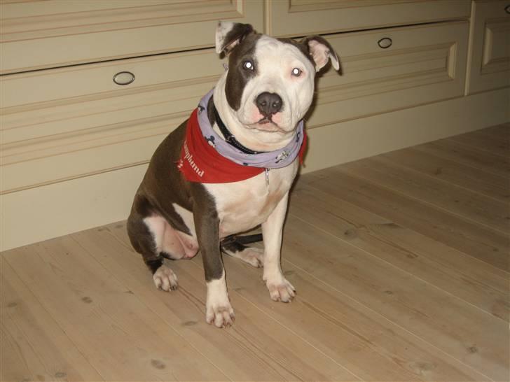 Amerikansk staffordshire terrier Luna billede 8