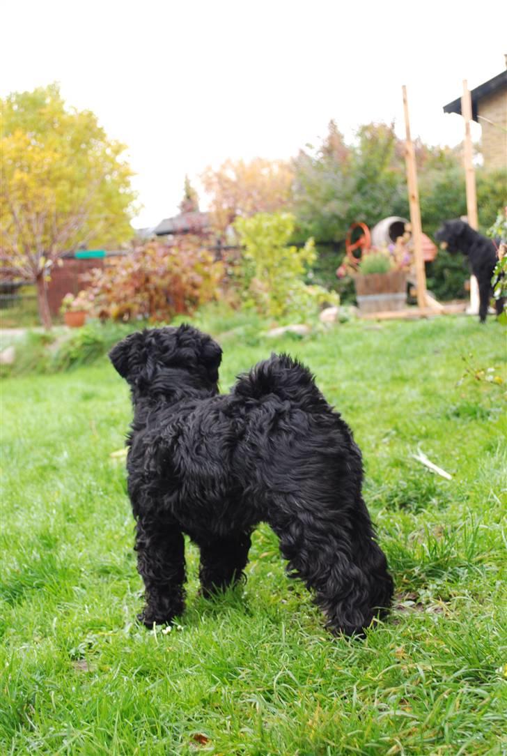 Dvaergschnauzer Frida - NYT der er bare noget over det her billeder! :´D foto:MHHTV .mig d; billede 17