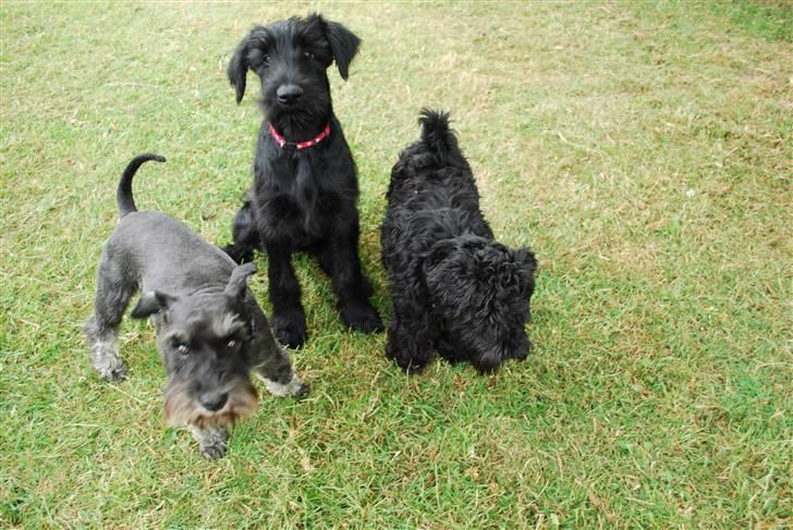 Dvaergschnauzer Frida - fra venstra : silas (: , molly (: også frida :) foto:MHHTV .mig d; billede 18
