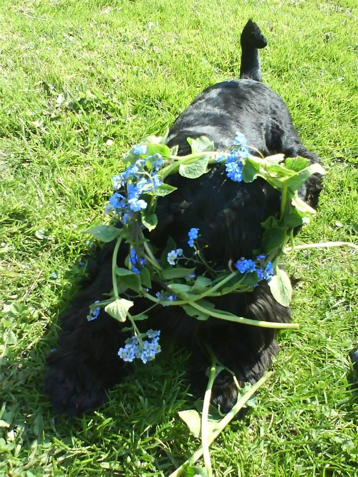 Dvaergschnauzer Frida - hvor er hun fiin (: foto:MHHTV .mig d; billede 19