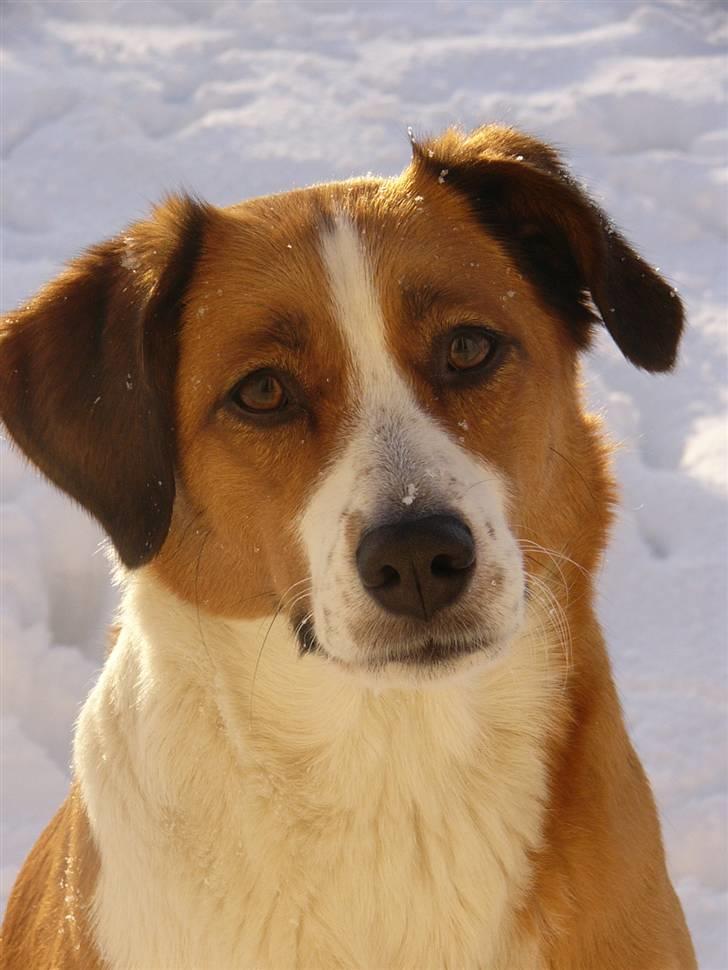 Blanding af racer Mille - Mille d.2 feb - 2010... billede 3