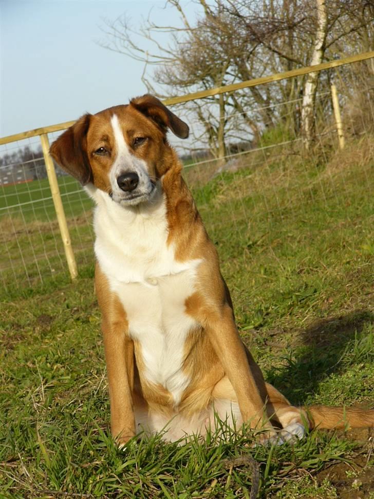 Blanding af racer Mille - Taget d.27 nov 2007 billede 4