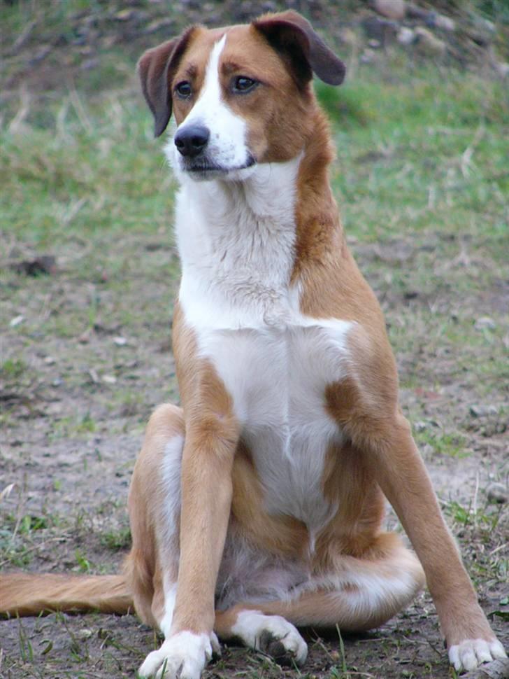 Blanding af racer Mille - Taget d.29 jan. 2008 billede 5