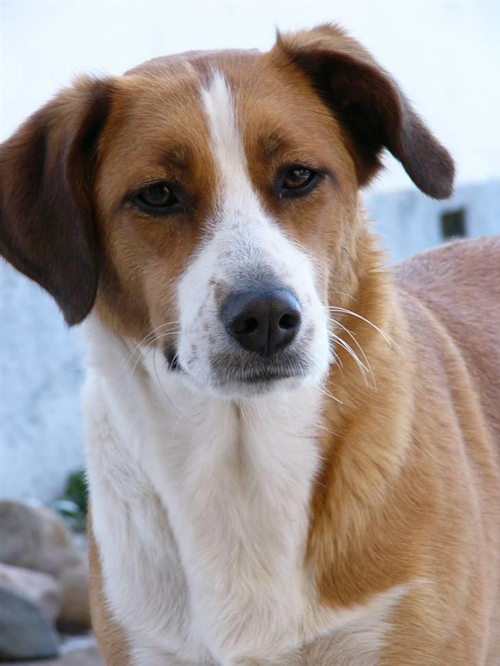 Blanding af racer Mille - Taget d.25 marts 2008 billede 6