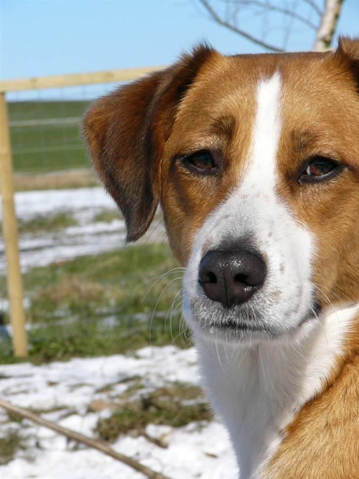 Blanding af racer Mille - Taget d.25 marts 2008......"Velkommen til min verden"  :o) billede 7