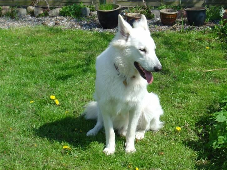 Hvid schæfer Nanok The White Diamond billede 11