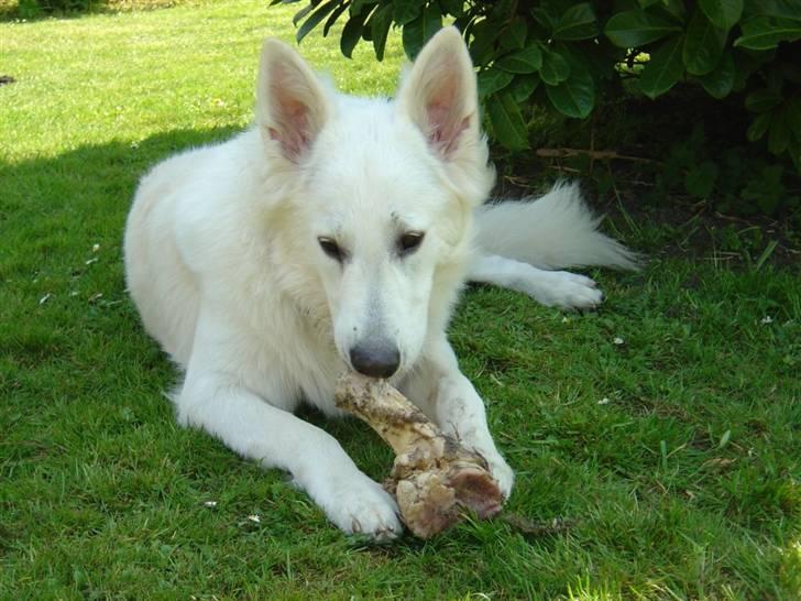 Hvid schæfer Nanok The White Diamond billede 12