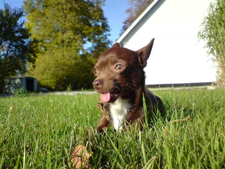 Chihuahua Lucky . - Velkommen til min Profil - Smid en stemme og en kommenter til mig så bliver jeg glad . !!  billede 1