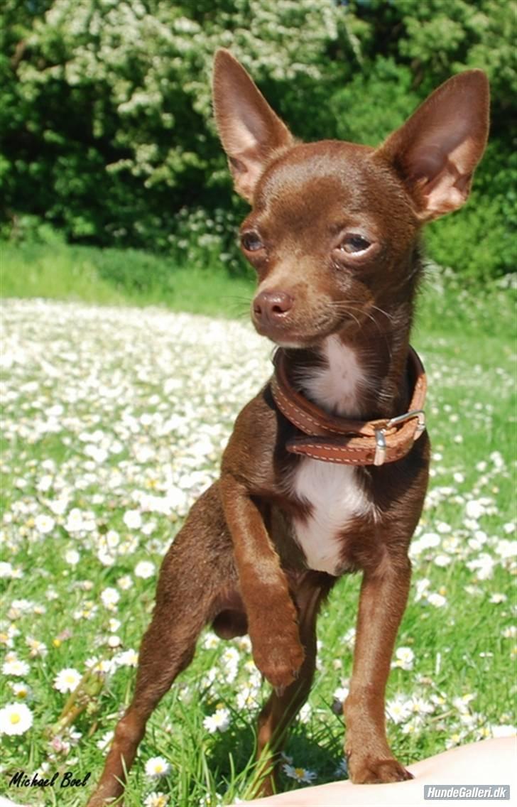 Chihuahua Lucky . billede 2