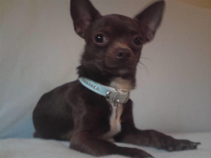 Chihuahua Lucky . billede 3
