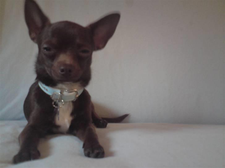 Chihuahua Lucky . billede 4