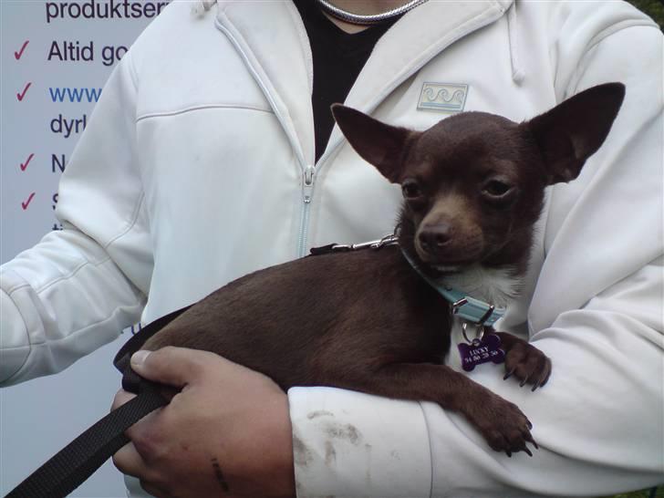 Chihuahua Lucky . - Altså jeg er bare Kongen <3 billede 5