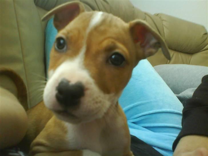 Amerikansk staffordshire terrier Molly billede 9