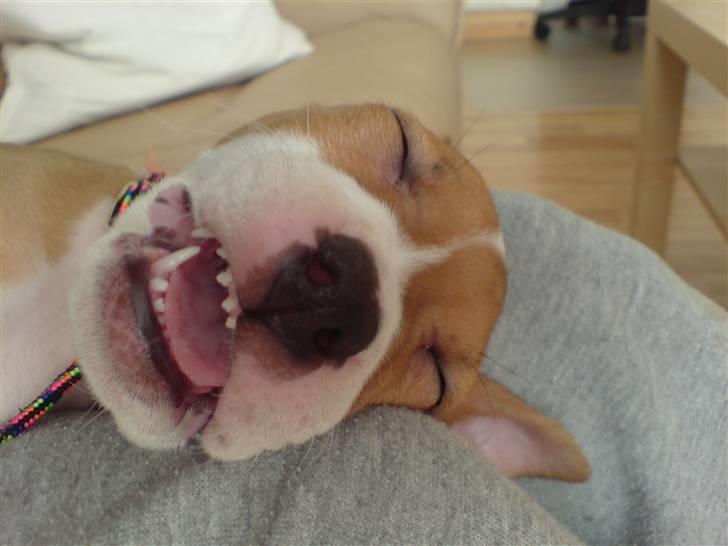 Amerikansk staffordshire terrier Molly - Molly sover! :D Hahaha billede 10