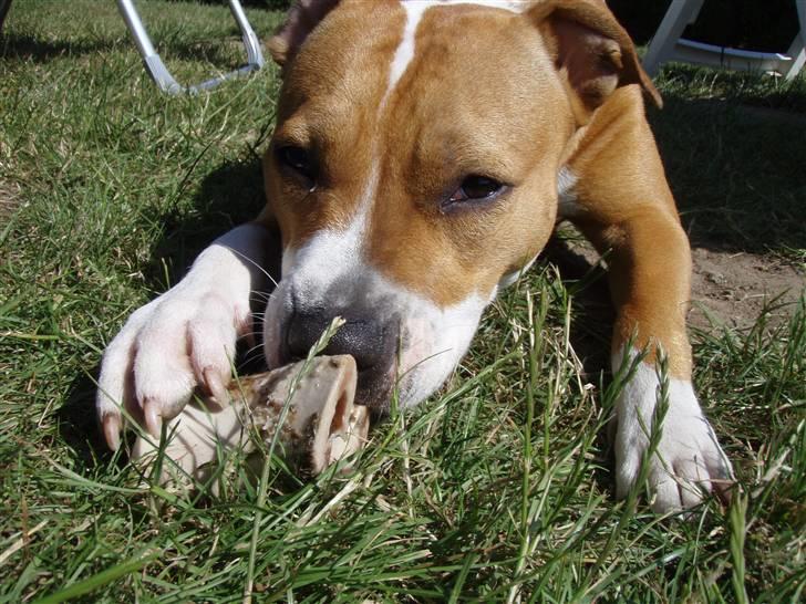 Amerikansk staffordshire terrier Molly - I sommerhus på Als .. ´´DEJLIGT KØDBEN´´ billede 11