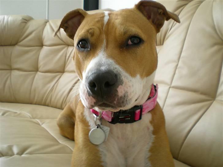 Amerikansk staffordshire terrier Molly billede 12