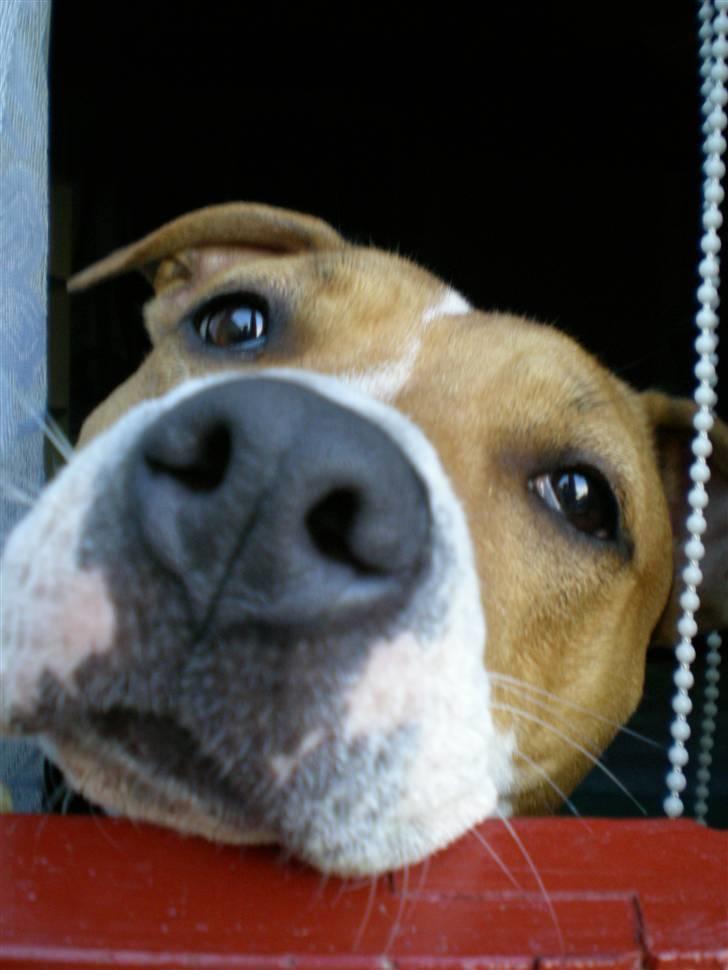 Amerikansk staffordshire terrier Molly billede 13