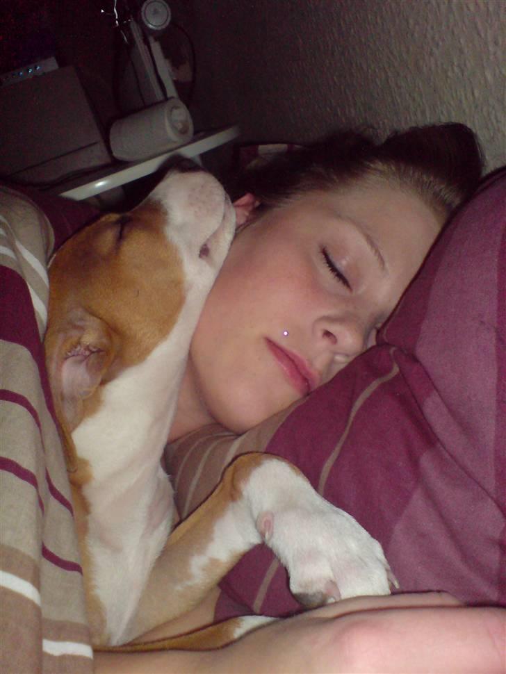 Amerikansk staffordshire terrier Molly - mig og molly sover billede 14