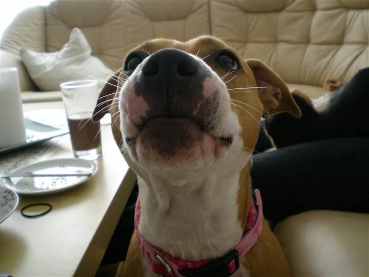 Amerikansk staffordshire terrier Molly - STORT KYS !  billede 15