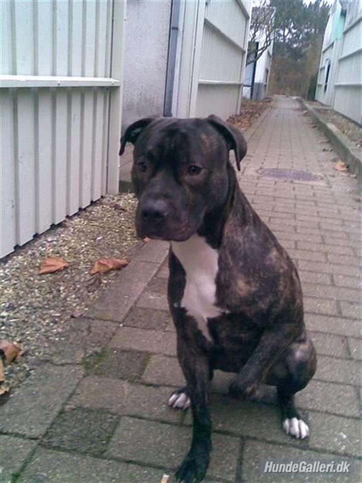Amerikansk staffordshire terrier Molly - Molly´s far Cammo.. Han er os herinde på HG ;) Bare søg under Cammo, så er han øverst på listen! billede 16