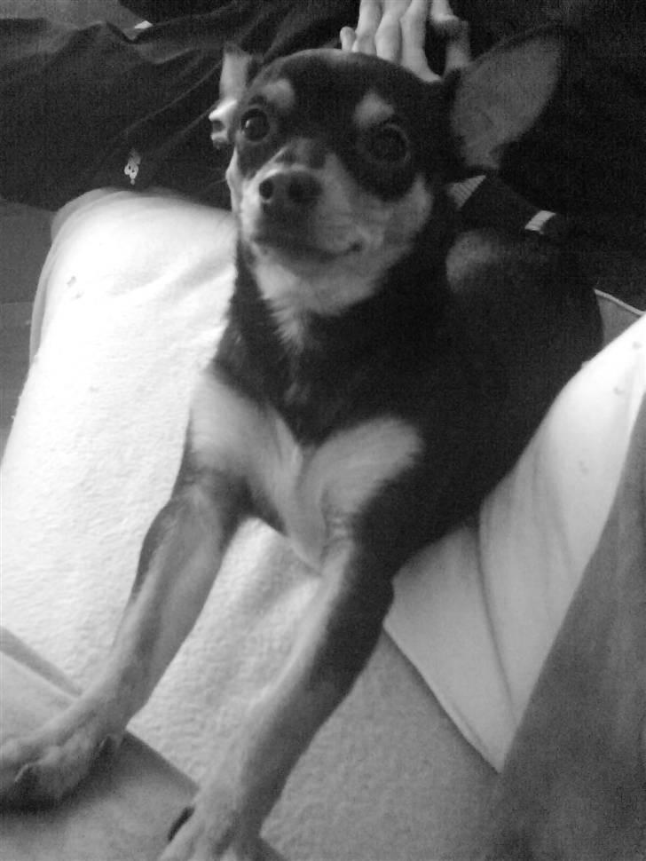 Blanding af racer Julle billede 7