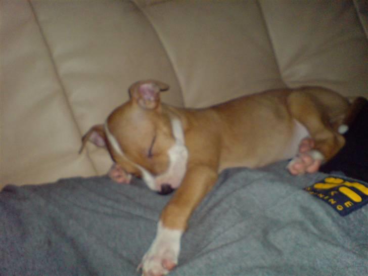 Amerikansk staffordshire terrier Molly - Baby Molly sover hos far billede 17