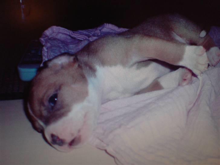 Amerikansk staffordshire terrier Molly - Baby Molly  billede 18